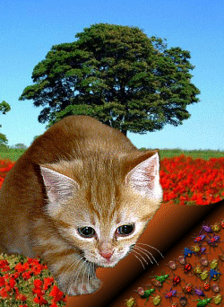 attack cat